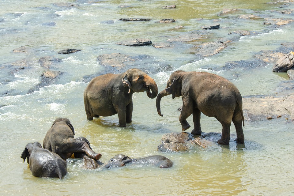 Sri Lanka - Elephants