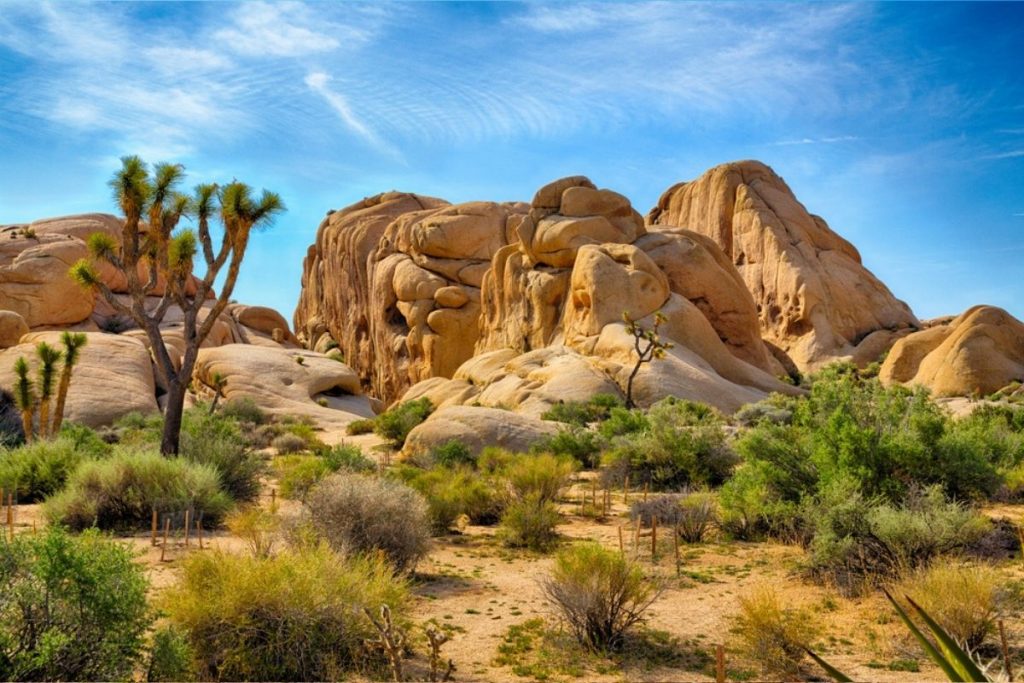 joshua tree national park in april