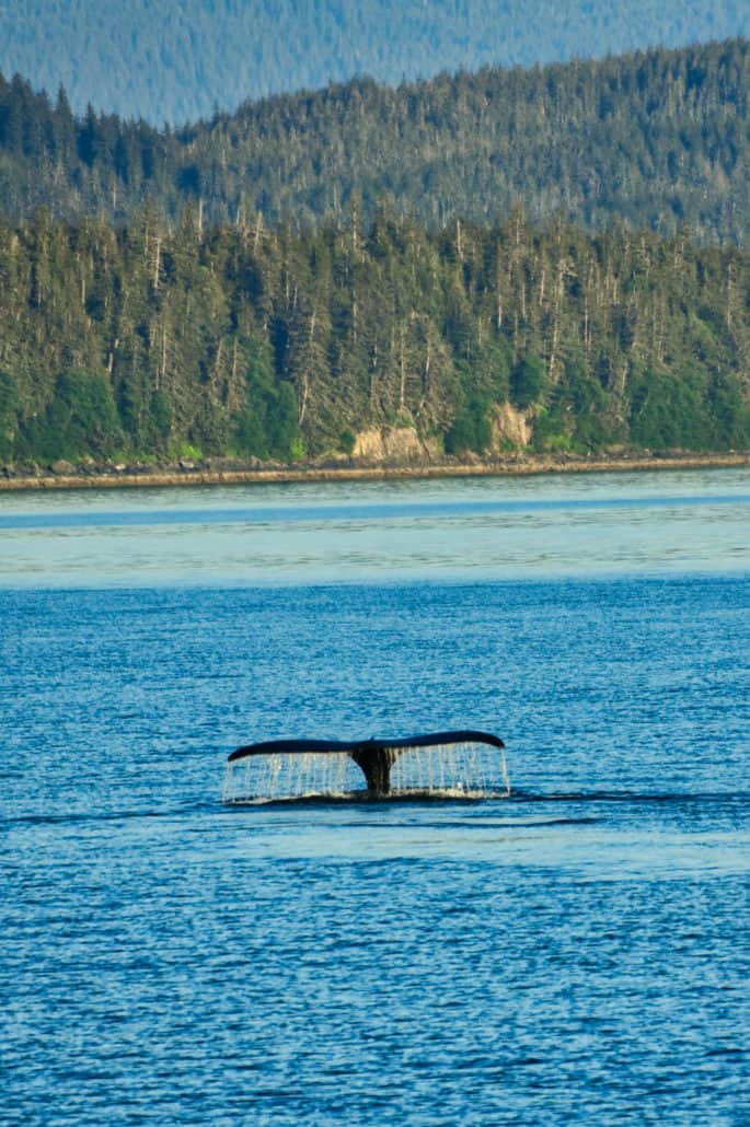 whale tail alaska