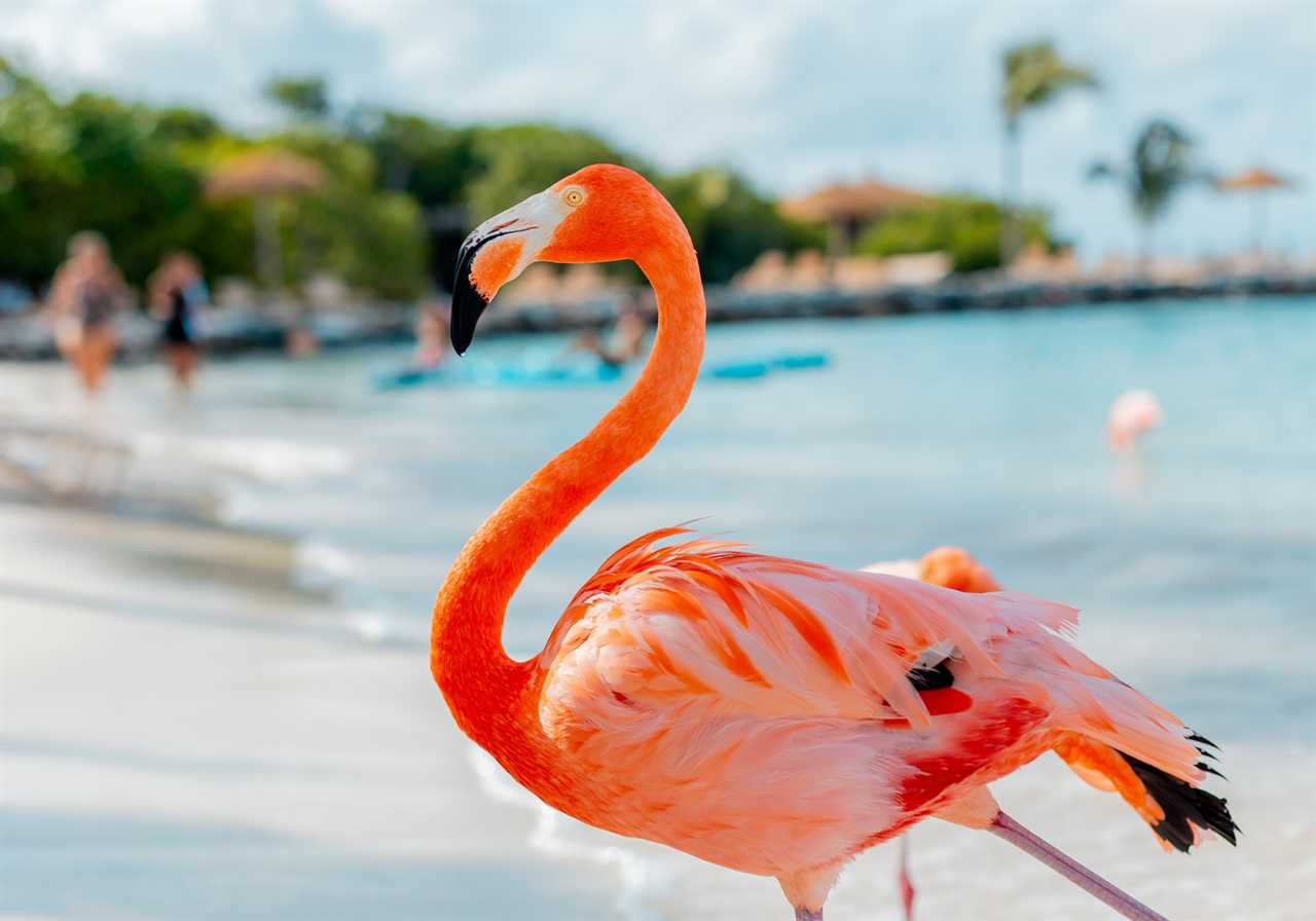 pink flamingo aruba