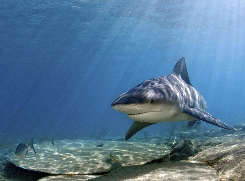 Cruise Passenger Attacked, Killed By Shark While Snorkeling In the Bahamas