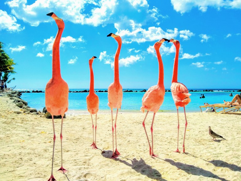 Flamingos in Aruba