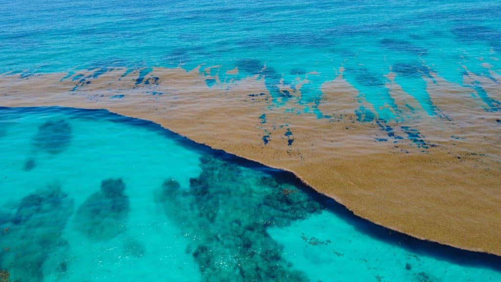 First Wave Of 2023' Sargassum Seaweed Has Reached Mexican Beaches