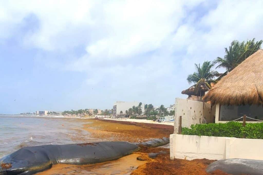 Tourists Barred From Entering Caribbean Beaches In Mexico Due To Massive Amounts Of Seaweed