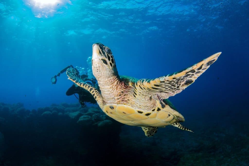 Diving in Noronha