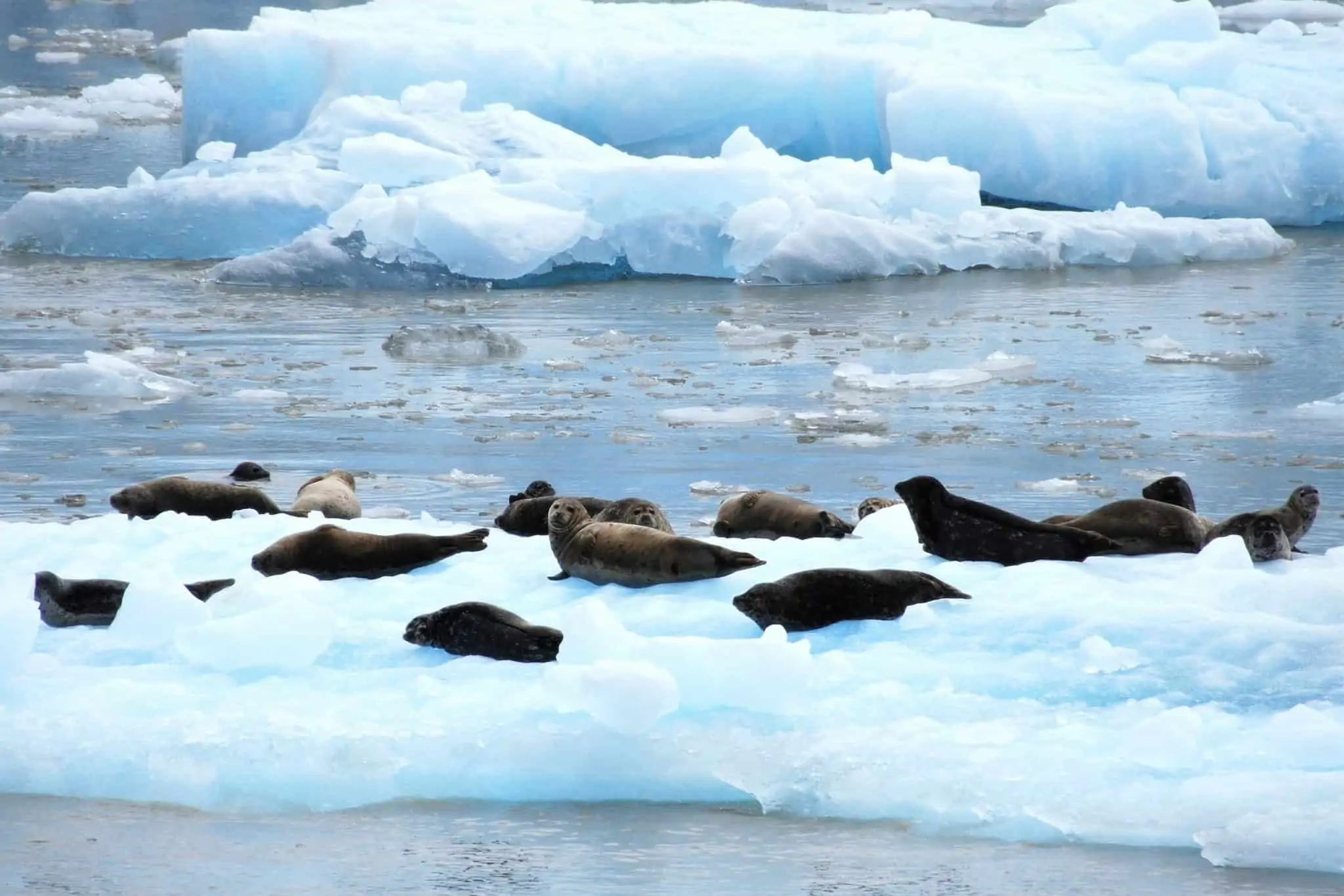 tracy arm fjord seals alaska glacier cruises