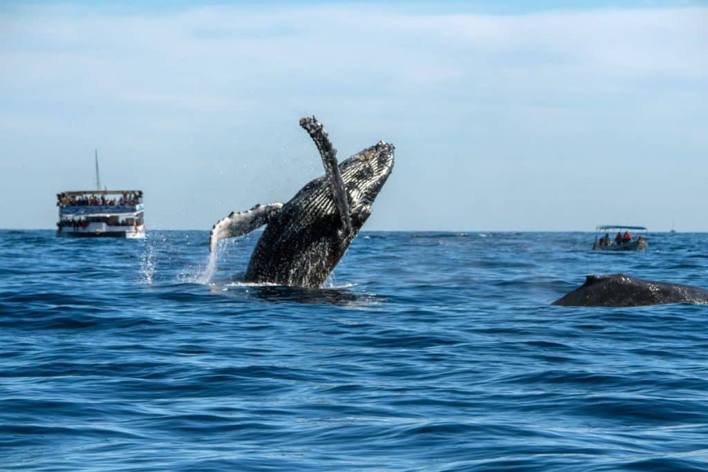 maui whale watching in november