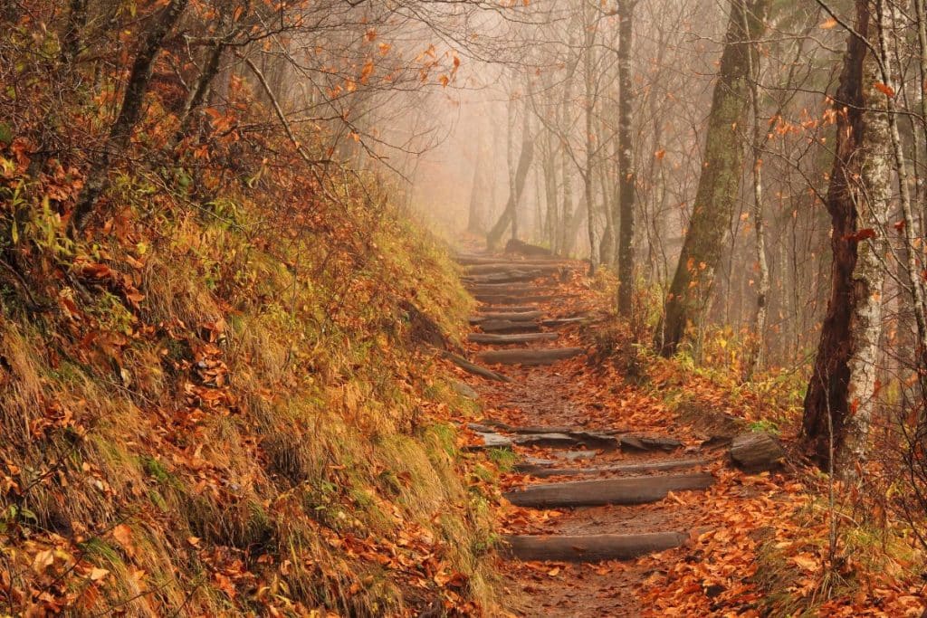 Newfound Gap Road