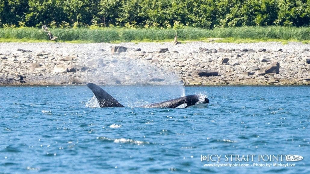 icy strait point whale